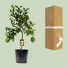 Zitronenbaum – Citrus limon – ↕ 80 cm – Ø 22 cm