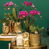 Nachtfalterorchidee - Phalaenopsis lila - ↕ 35 cm - Ø 9 cm | im goldenen Diamant-Dekotopf