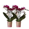 2x Nachtfalterorchidee lila – Phalaenopsis Orchidee – Morelia – ↕ ca. 35–45 cm – Ø 9 cm – COMBI DEAL