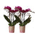 2x Nachtfalterorchidee lila – Phalaenopsis Orchidee – Morelia – ↕ ca. 35–45 cm – Ø 9 cm – COMBI DEAL