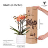 Nachtfalterorchidee orange – Phalaenopsis Orchidee – Mineral Bolzano – ↕ ca. 35–45 cm – Ø 9 cm | Bubble-Topf Weiß