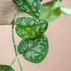 Scindapsus Pictus mit Hängetopf Oviedo natur - ↕ 25 cm - Ø 16 cm