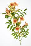 2x Trompetenblume – Campsis 'Indian Summer' – ↕ 65 cm – Ø 15 cm