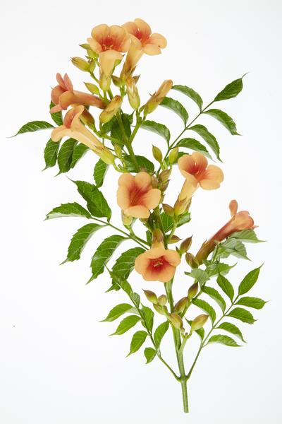2x Trompetenblume – Campsis 'Indian Summer' – ↕ 65 cm – Ø 15 cm