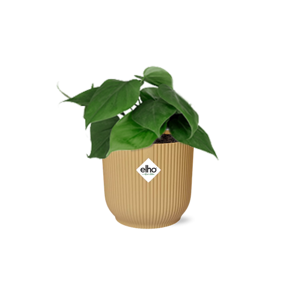 Baumfreund – Philodendron scandens am Rankgitter