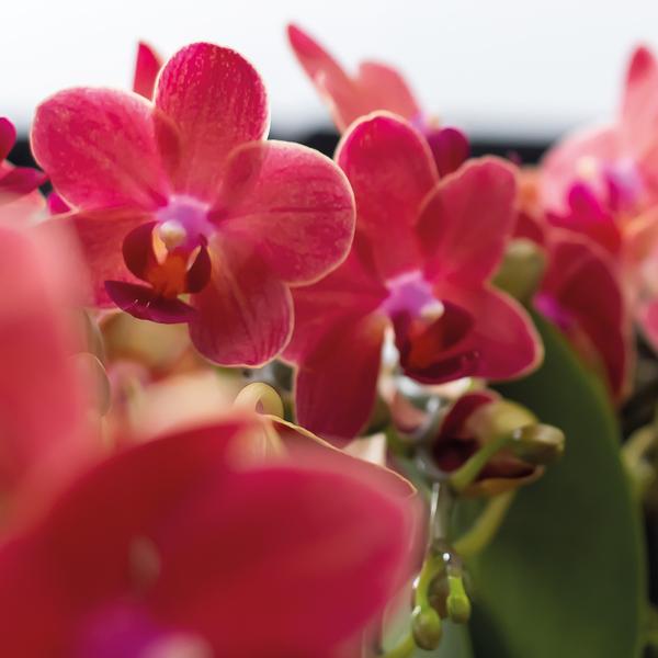 Nachtfalterorchidee - 2er-COMBI-DEAL rote Phalaenopsis - ↕ 40 cm - Ø 9 cm