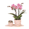 Nachtfalterorchidee - Phalaenopsis - ↕ ca. 35 cm - Ø 9 cm | 2er-Geschenkset Octopus Pink small auf weißem Tablett