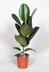 Gummibaum - Ficus Elastica Robusta - ↕ 65 cm - Ø 17 cm