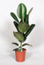 Gummibaum - Ficus Elastica Robusta - ↕ 65 cm - Ø 17 cm