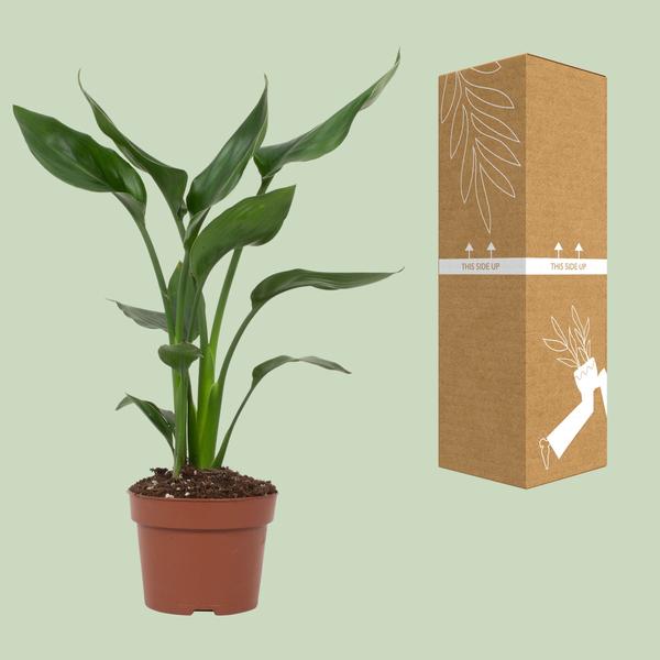 Strelitzia Reginae - ↕ 35 cm - Ø 12 cm