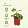 2x Pfeilwurz – Maranta Fascinator – ↕ 20 cm – Ø 12 cm