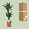 Drachenbaum - Dracaena Janet Lind - ↕ 70 cm - Ø 17 cm