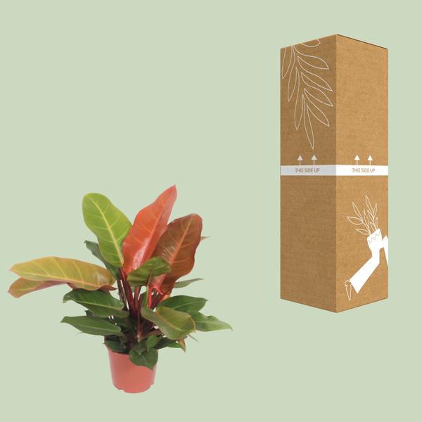 Philodendron – Prince of Orange – ↕ 45 cm – Ø 17 cm