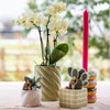 Nachtfalterorchidee gelb – Phalaenopsis Orchidee – ↕ ca. 35–45 cm – Ø 9 cm