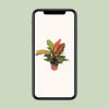 Philodendron – Prince of Orange – ↕ 45 cm – Ø 17 cm