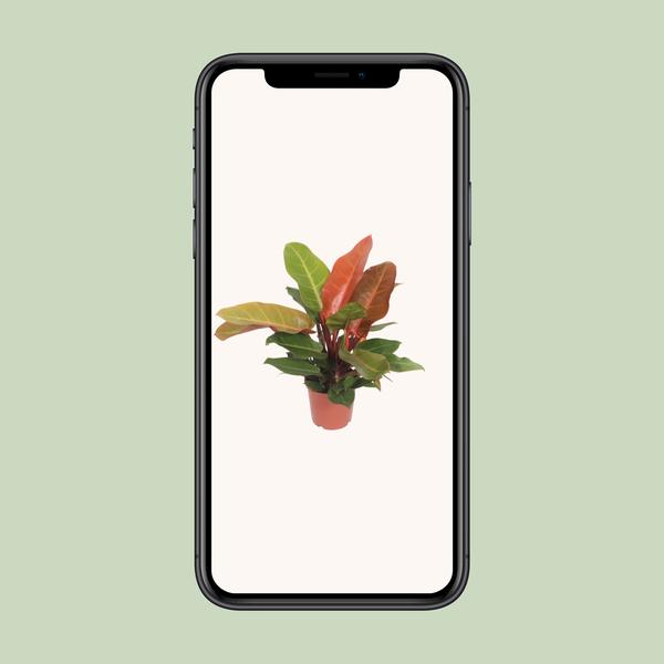 Philodendron – Prince of Orange – ↕ 45 cm – Ø 17 cm