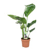 Baumstrelitzie – Strelitzia nicolai