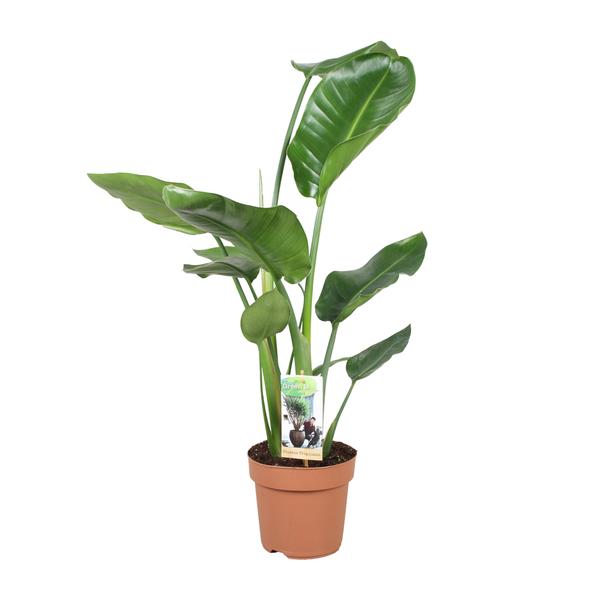Baumstrelitzie – Strelitzia nicolai