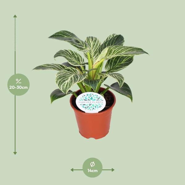 Philodendron Birkin - ↕ 25 cm - Ø 14 cm