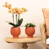 Nachtfalterorchidee orange – Phalaenopsis Orchidee – Jamaica – ↕ ca. 35–45 cm – Ø 9 cm