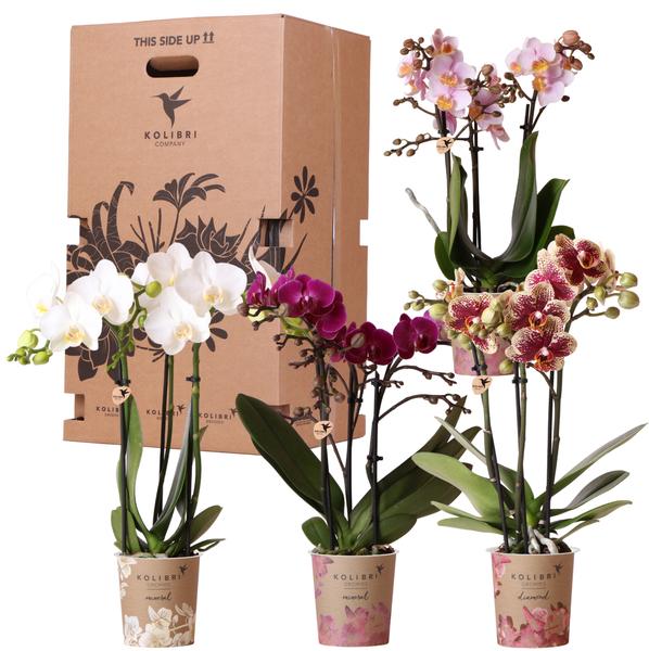 Orchideen-Set „Überraschungsbox" – 4 verschiedene Orchideen