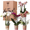 Nachtfalterorchidee – Überraschungsbox Mix – 4 verschiedene Phalaenopsis Orchideen