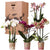 Nachtfalterorchidee – Überraschungsbox Mix – 4 verschiedene Phalaenopsis Orchideen