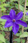 Clematis The President - Clematis Lila - Ø15cm - ↕65cm