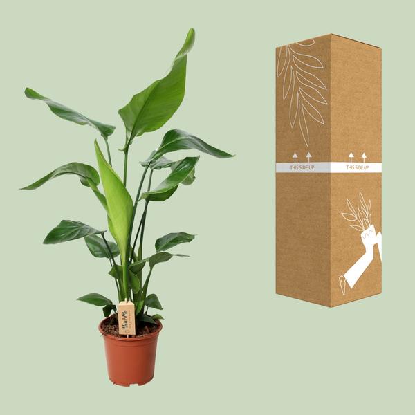 Strelitzia Nicolai - ↕ 90 cm - Ø 19 cm - V3