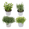 4x Gartenkräutermischung – ↕ 18 cm – Ø 14 cm