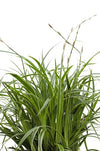 Japan-Segge – Carex morrowii Ice Dance – ↕ 30 cm – Ø 14 cm
