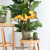 Nachtfalterorchidee - KOMBI ANGEBOT von 2 orangenen Phalaenopsis-Orchideen - ↕ 40 cm - Ø 12 cm