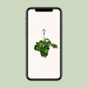 Philodendron Scandens Brasil - ↕ 35 cm - Ø 15 cm