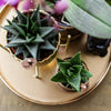 Nachtfalterorchidee - Phalaenopsis - ↕ 40 cm - Ø 9 cm | 3er-Set in lila mit Keramik-Ziertöpfen & Zubehör