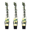 Winterjasmin – Jasminum nudiflorum