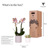 Pflanzenset Valentinstag 'Pastel Pink' – Phalaenopsis Orchidee Portugal rosa & Sukkulente – inkl. Keramik-Ziertöpfe