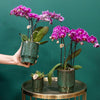 Nachtfalterorchidee lila – Phalaenopsis Orchidee – Morelia – ↕ ca. 35–45 cm – Ø 9 cm | Classy-Topf Grün