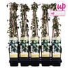 Efeu – Hedera helix Goldheart – ↕ 65 cm – Ø 15 cm