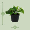 Philodendron Scandens - ↕ 20 cm - Ø 12