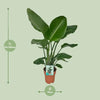 Strelitzia Nicolai - ↕ 90 cm - Ø 19 cm