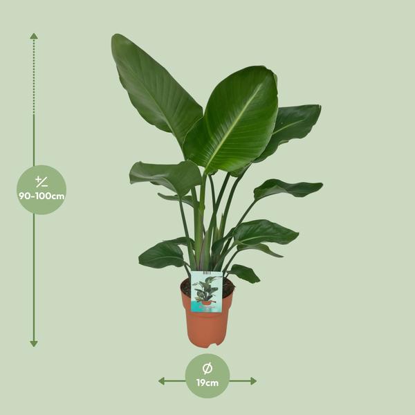 Strelitzia Nicolai - ↕ 90 cm - Ø 19 cm