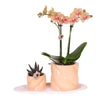 Nachtfalterorchidee - Phalaenopsis - ↕ ca. 35 cm - Ø 9 cm | 2er-Geschenkset Optimismus kleiner Pfirsich auf weißem Bio-Tablett
