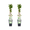 Kletterpflanze – Fallopia baldschuanica – 2 Stück – ↕ 65 cm – Ø 15 cm