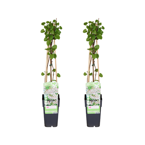 Kletterpflanze – Fallopia baldschuanica – 2 Stück – ↕ 65 cm – Ø 15 cm