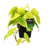 Philodendron Lime - ↕ 25 cm - Ø 12 cm