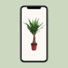 Palmlilie - Yucca Maya Tree - ↕ 100 cm - Ø 21 cm