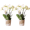 Nachtfalterorchidee - COMBI DEAL von 2 weißen Phalaenopsis-Orchideen - ↕ 40 cm - Ø 9 cm