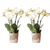 Nachtfalterorchidee - COMBI DEAL von 2 weißen Phalaenopsis-Orchideen - ↕ 40 cm - Ø 9 cm
