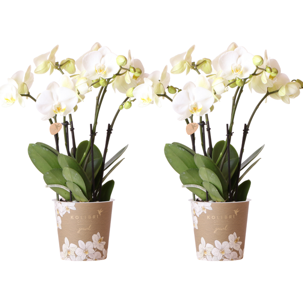 Nachtfalterorchidee - COMBI DEAL von 2 weißen Phalaenopsis-Orchideen - ↕ 40 cm - Ø 9 cm