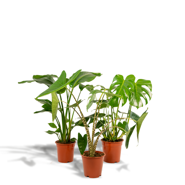 Monstera Deliciosa - ↕ 75 cm - Ø 21 cm + Alocasia Zebrina - ↕ 75 cm - Ø 19 cm + Strelitzia Nicolai - ↕ 85 cm - Ø 19 cm